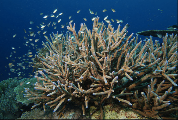 Spratly nature Swallow Reef Layang Layang (Albert Kok on Flickr)