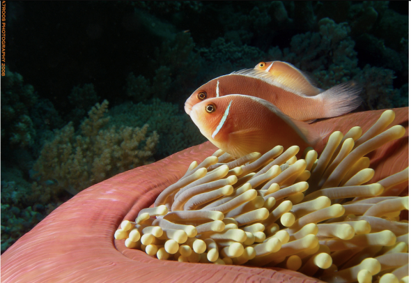Spratly nature Swallow Reef Layang Layang (Mohammad Al mahroos on Flickr)