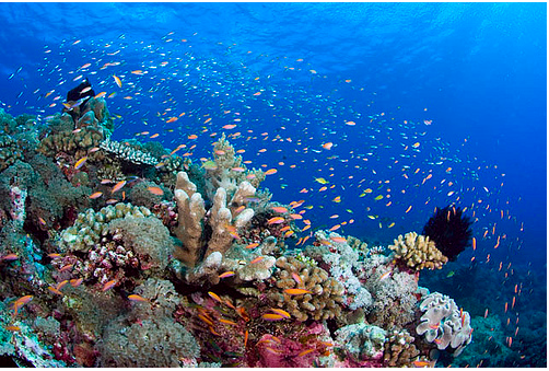 Spratly nature Swallow Reef Layang Layang (SCUBAZOO on Flickr)